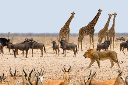 3 Days Safaris in Etosha | Guided Lodge