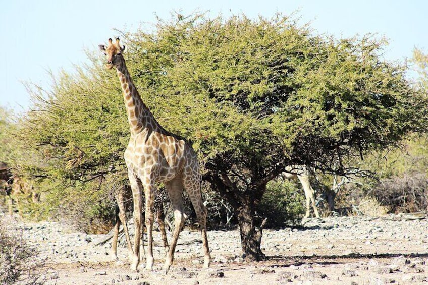 3 Days Safaris in Etosha | Guided Lodge