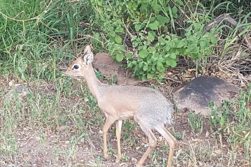 Damara Dik-Dik