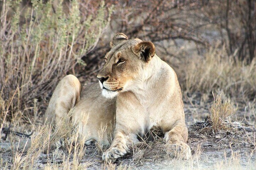 3 Days Safaris in Etosha | Guided Lodge