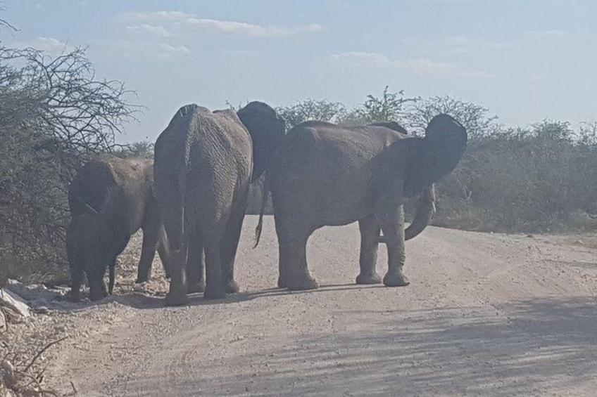 Elephants at Namutoni - Etosha Safari