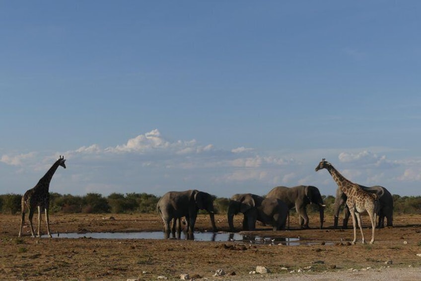 3 Days Etosha - Lodges