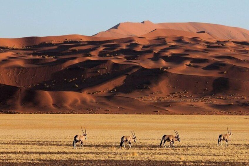 Oryx in the Namib Desert