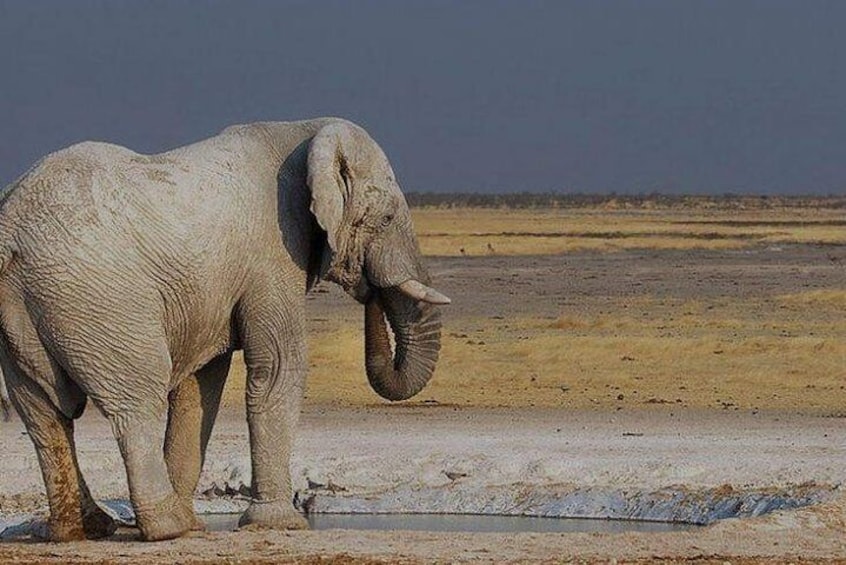Elephant in the Etosha Park 