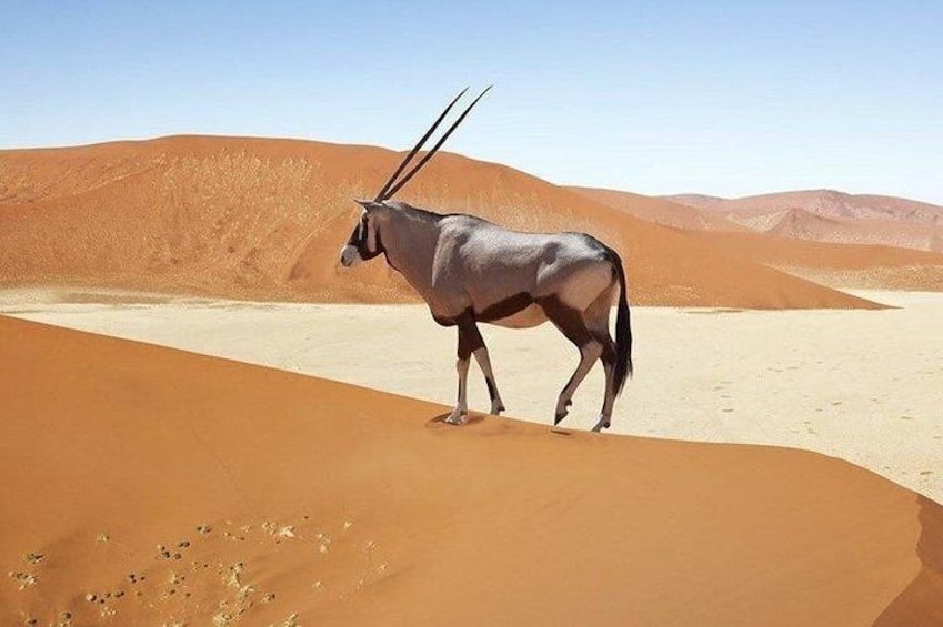 Oryx in the Namib Desert 