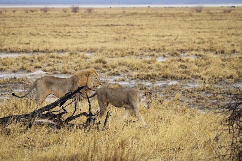 06 Days Etosha, Swakopmund and Sossusvlei | Guided Lodge