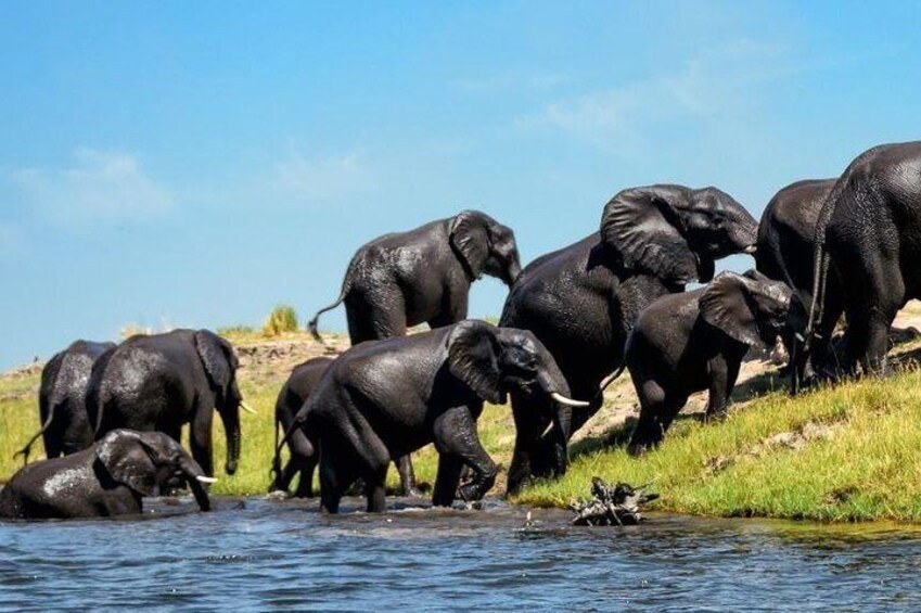 Chobe National Park - Botswana 