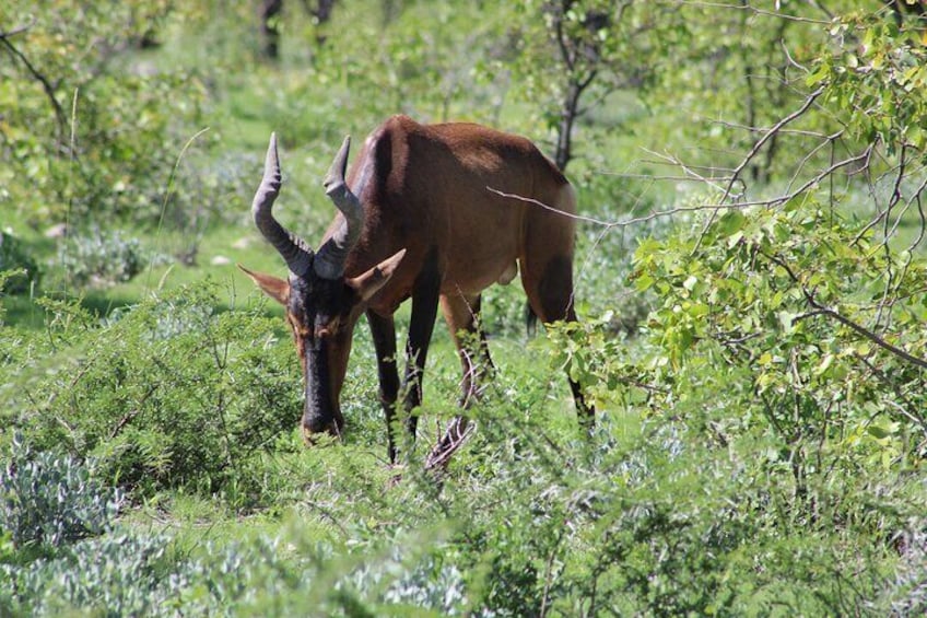 15 Days Namibia, Botswana and Zimbabwe | Guided Lodge