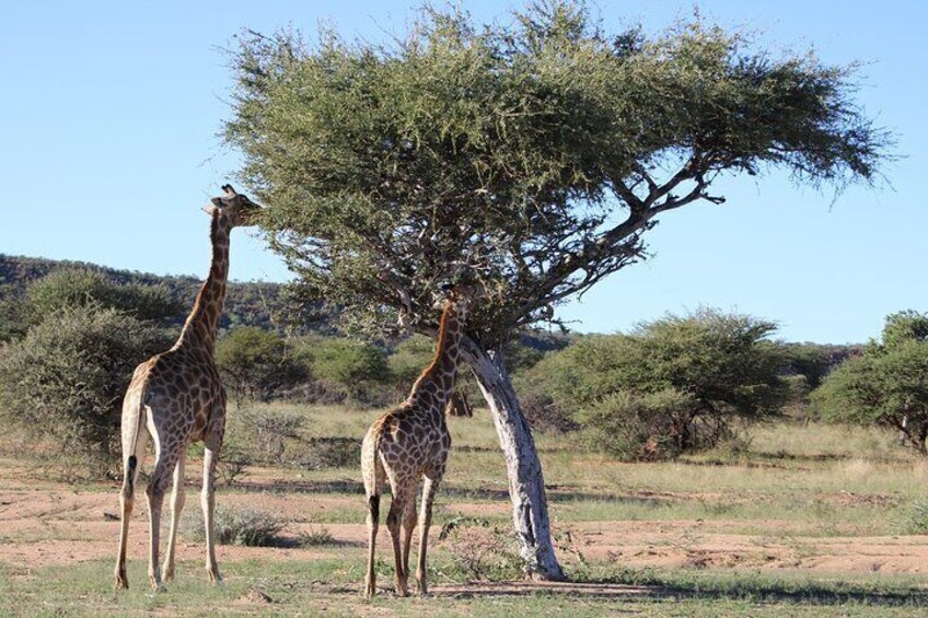 15 Days Namibia, Botswana and Zimbabwe | Guided Lodge