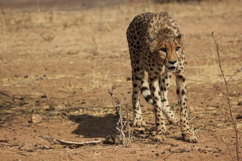 Cheetah in the Etosha Park