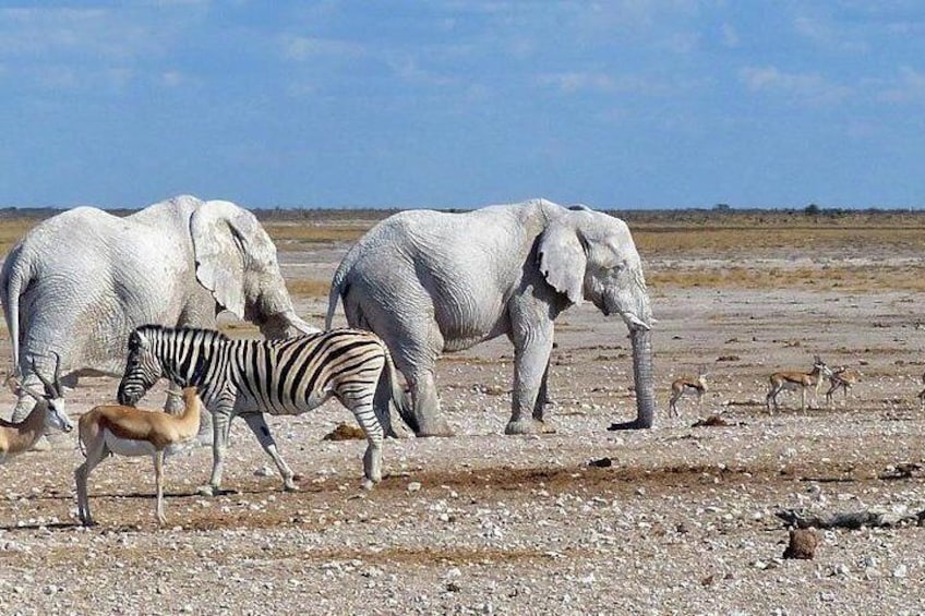 Etosha- white Elephants