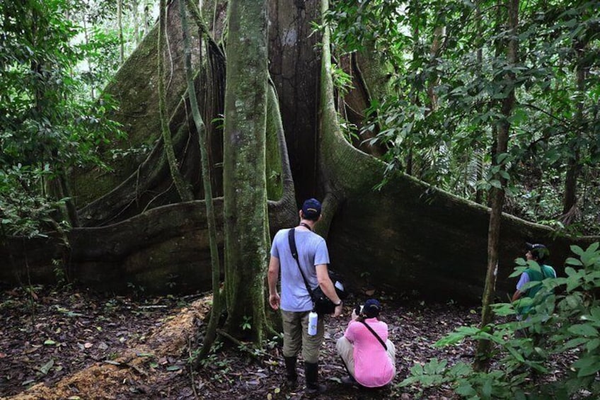 Yasuni National Park 3 days 2 nights in the Amazon of Ecuador,comfortable rooms