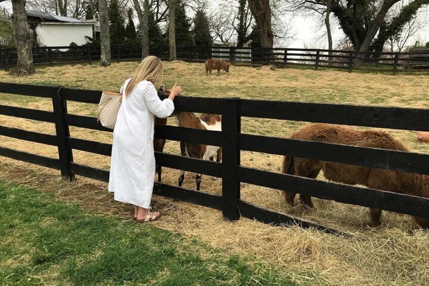 Come play with goats and miniature horses at Aspen Dale Vineyard