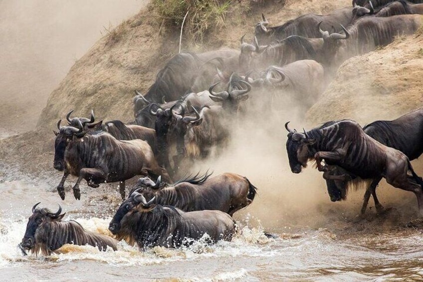 6 Days best adventure kilimanjaro ,Tarangire ,Serengeti &Ngorongoro crater