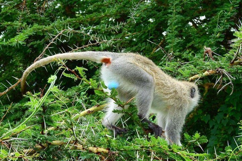 Ngorongoro Crater