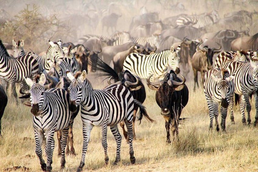 serengeti migration