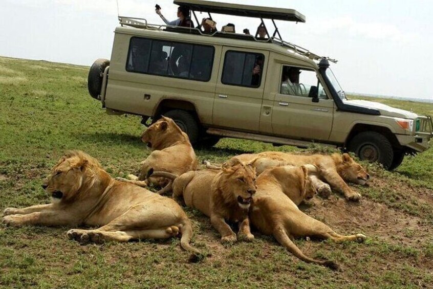 8 Day private wildebeest migration safari Serengeti Ngorongoro