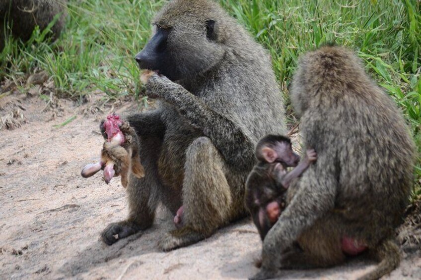 dancing safaris baboon