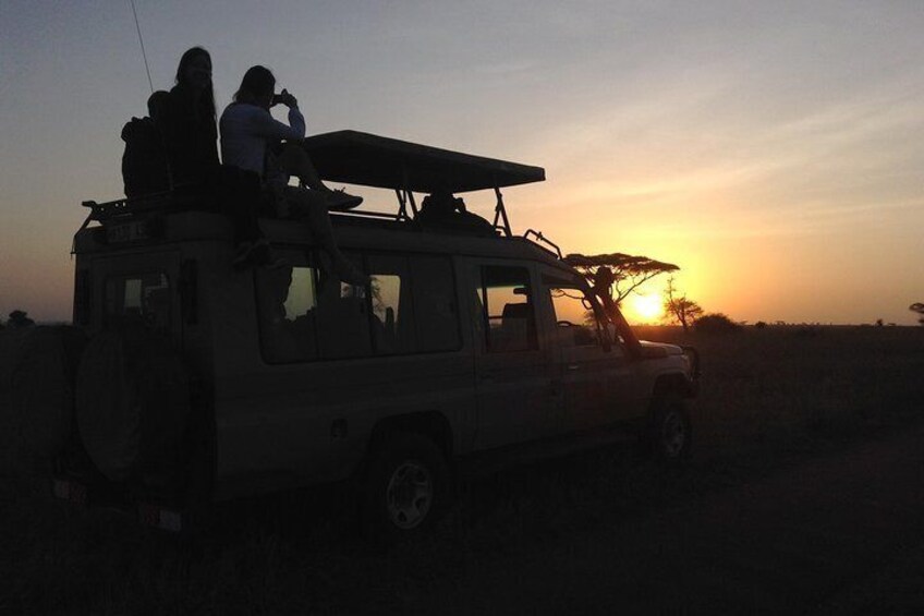 dancing simba safaris at serengeti national park sunrise