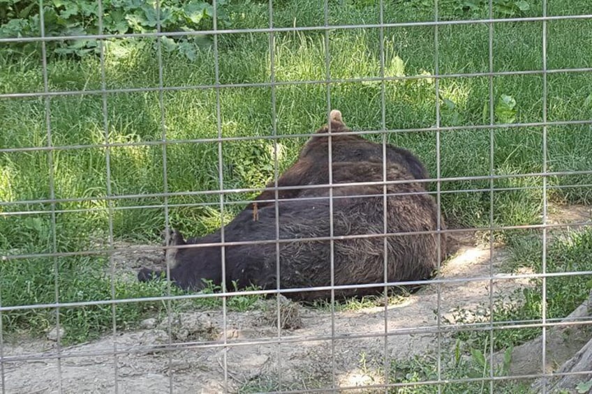 Small-Group Libearty-Liberty Bear Sanctuary Zarnesti Trip from Brasov