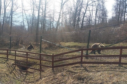 Small-Group Libearty-Liberty Bear Sanctuary Zarnesti Trip from Brasov