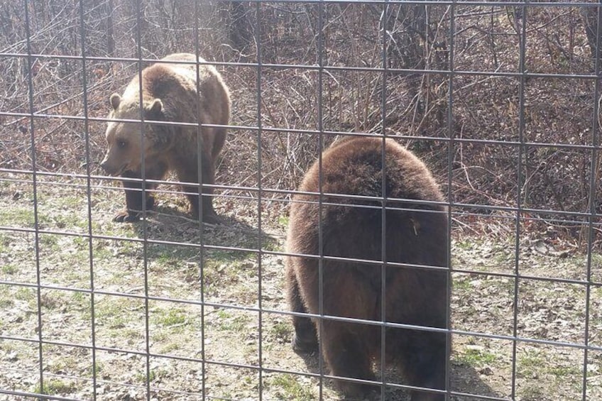 Small-Group Libearty-Liberty Bear Sanctuary Zarnesti Trip from Brasov