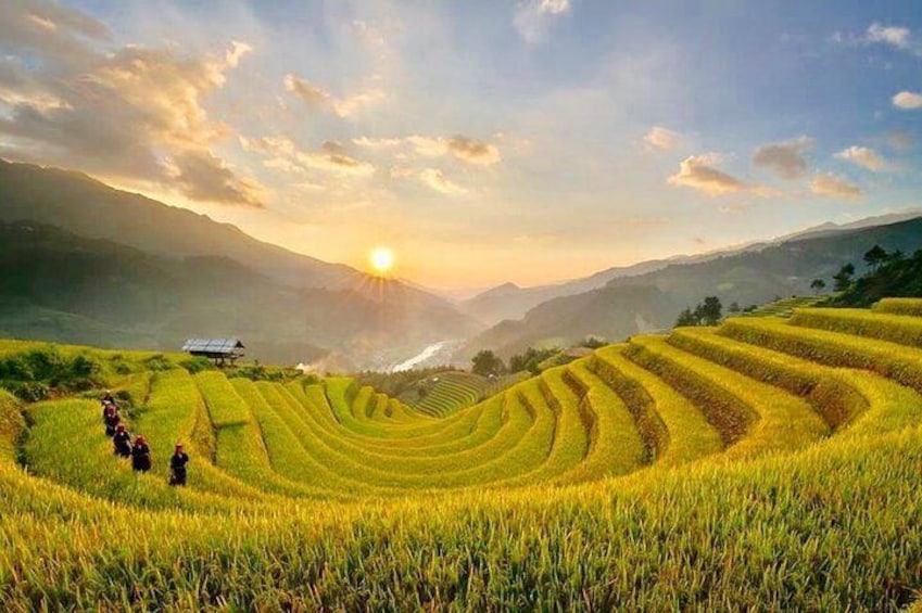 Beautiful rice fields