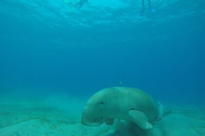 Day trip Snorkel or Dive with Dugong and Turtles