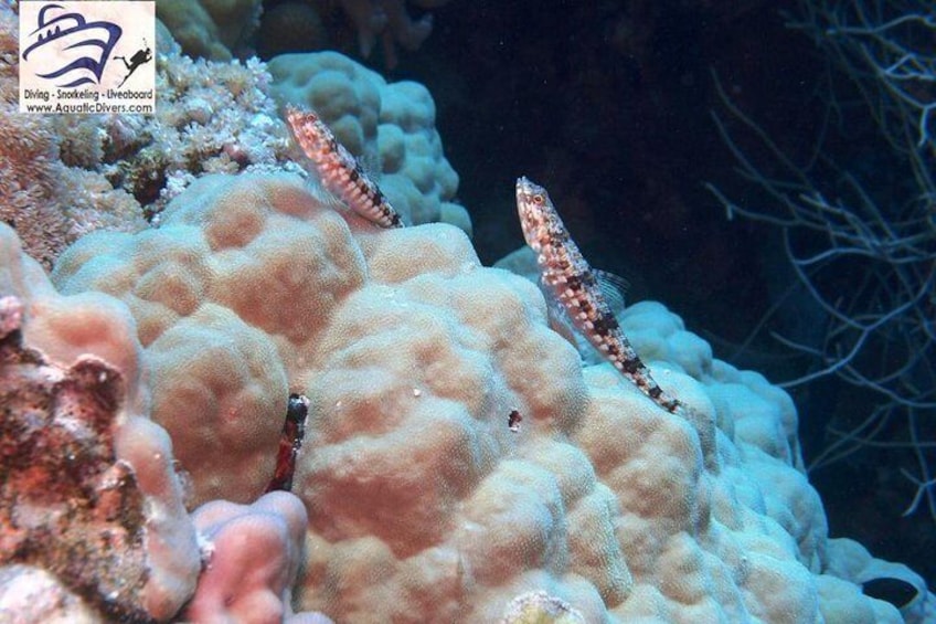 One dive at the house reef in utopia bay