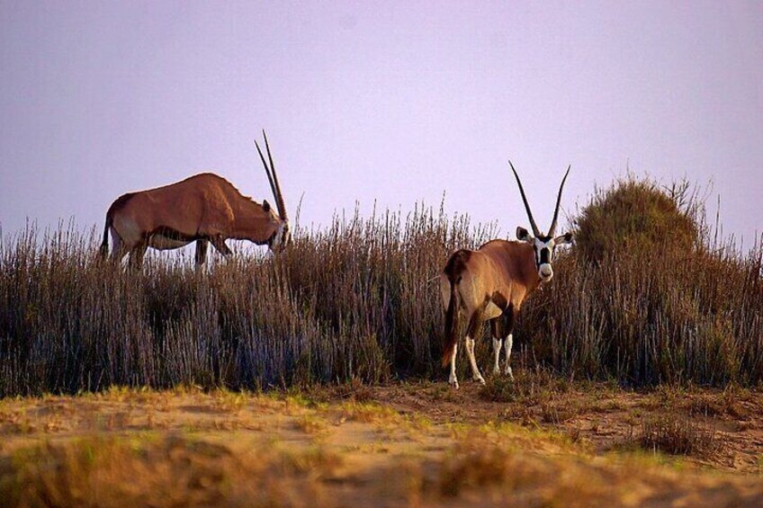 Sandwich Harbour 4x4 guided tours.Join us for an awe inspiring adventure.