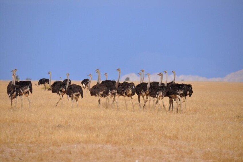 Namib Desert Landscape Tour