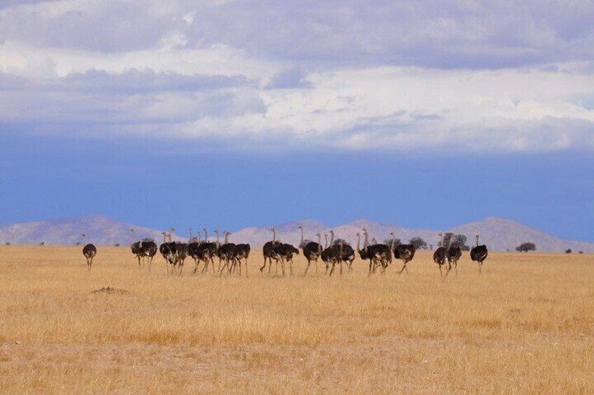 Namib Desert Landscape Tour