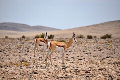 Namib Desert Landscape Tour