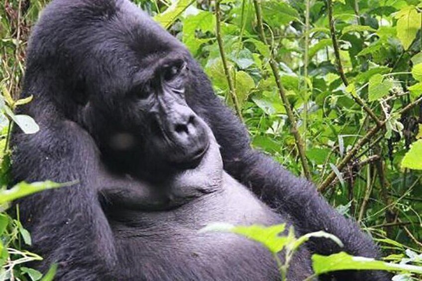 Gorilla Tracking Bwindi National Park