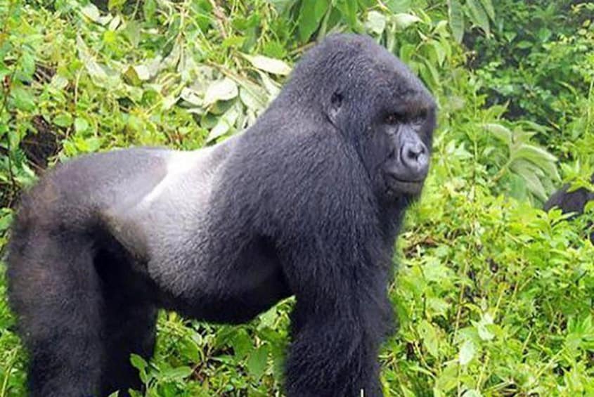 Gorilla Tracking Bwindi National Park