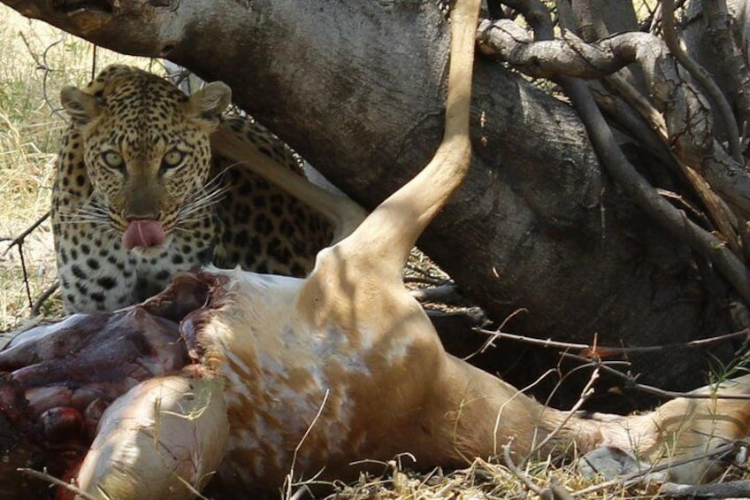 leopard and the kill