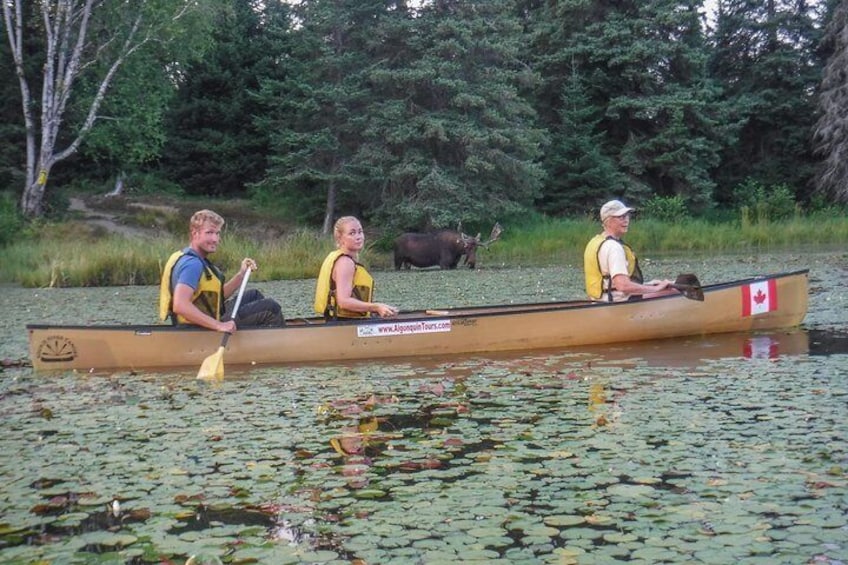 3 Day Algonquin Park Canoe Trip - Moose & Beaver Safari