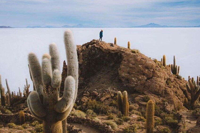 Uyuni Salt Flats day tour. Exploring the awesome Incahuasi Island and its giant cacti that can measure 10 meters high! 