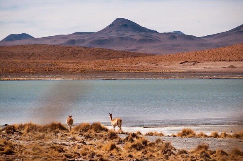 Wild life! Connect with wild animals like vicuñas, foxes, viscachas and of course thousands of llamas! 