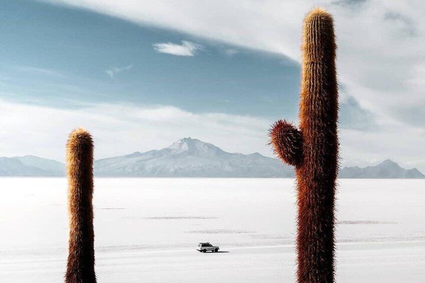 Giant cacti Island, they can measure 10 meters high! Isla Incahuasi.