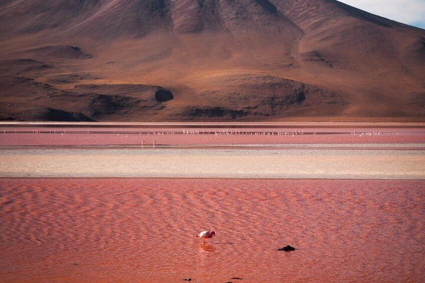 The most epic red lake with thousands of pink flamingoes! Once nominated as one of the world's 7 natural wonders. Laguna Colorada.