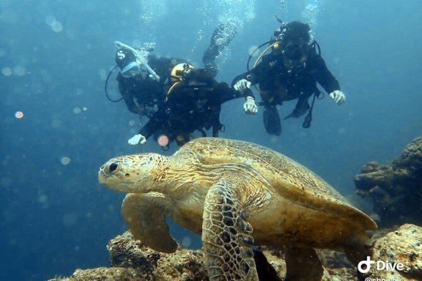 Show item 3 of 9. Spot the turtles