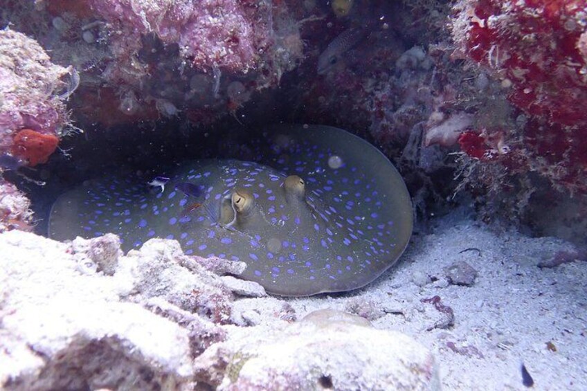 Blue spotted stingray