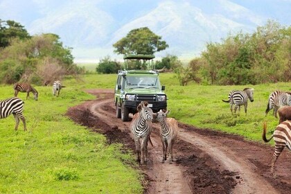 7-Days Private Midrange Safari; Serengeti & Ngorongoro Crater