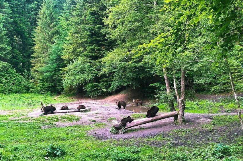 Bear Watching in The Wild from Brasov