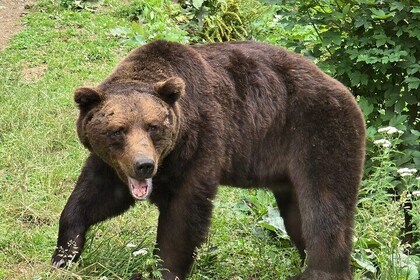 Observación de osos en la naturaleza de Brasov (100 %)