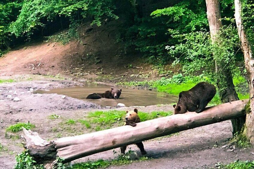 Bear Watching in The Wild from Brasov