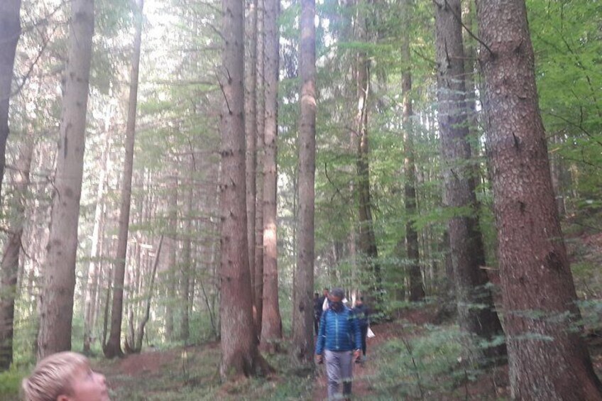Bear Watching in The Wild from Brasov