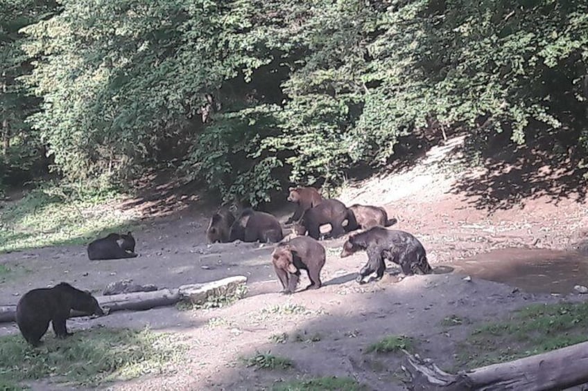 Bear Watching in The Wild from Brasov
