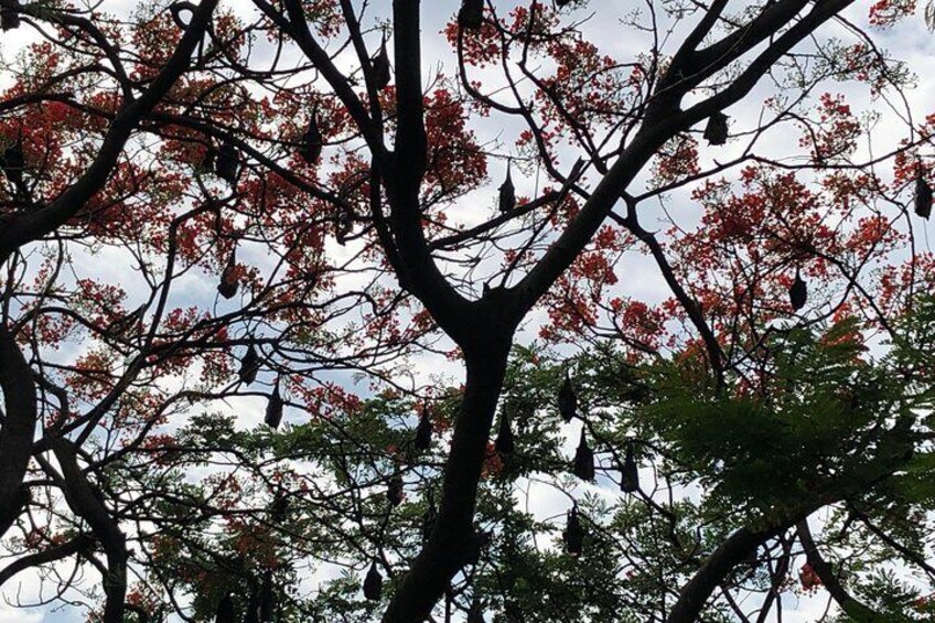 Bull's Eye - Walking Tour of Old, Traditional South Bengaluru